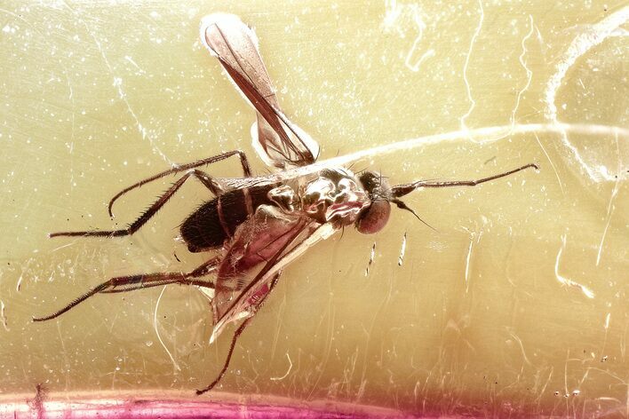 Detailed Fossil Long-Legged Fly (Dolichopodidae) in Baltic Amber #367538